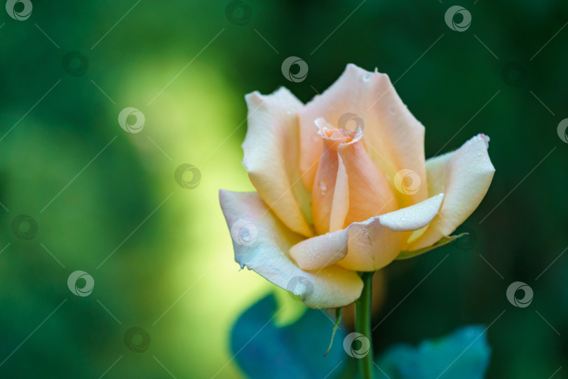 Скачать Удивительное цветовое сочетание оранжевой розы Версилия. Крупный план красивой розы на фоне размытой зелени сада в качестве фона. Концепция природы для дизайна фотосток Ozero