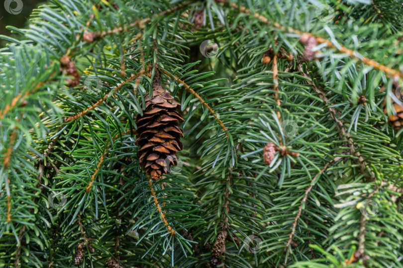 Скачать Сосновая шишка на ветке Picea omorika. Красивая ель с зелеными иголками. Солнечный день. Рождественская концепция. Пейзаж для любых обоев. Есть место для текста фотосток Ozero