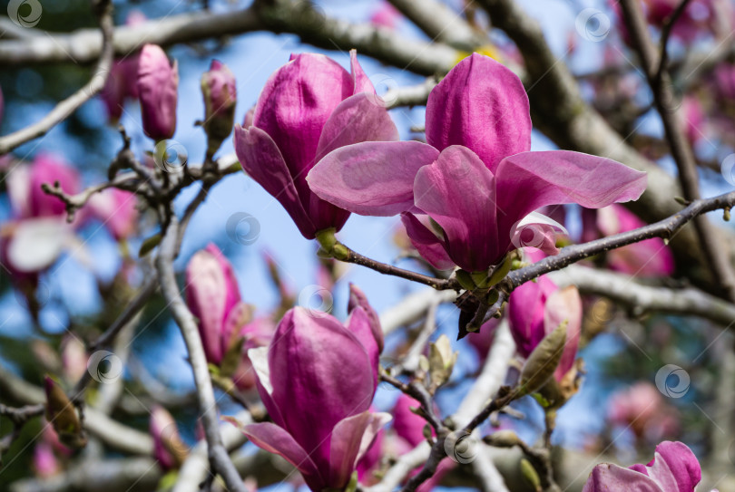 Скачать Красивая ветка розово-фиолетовой магнолии Soulangeana Verbanica в весеннем парке южных культур в Сириусе (Адлер), Сочи. Крупные пурпурные цветы магнолии. Выборочный крупный план фотосток Ozero