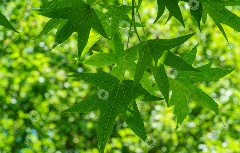 Скачать Ликвидамбар стирацифлуа или американская сладкая камедь с зелеными листьями на размытом фоне зелени. Веточка янтарного дерева в ясный солнечный день. Выборочный фокус. Природная концепция дизайна фотосток Ozero