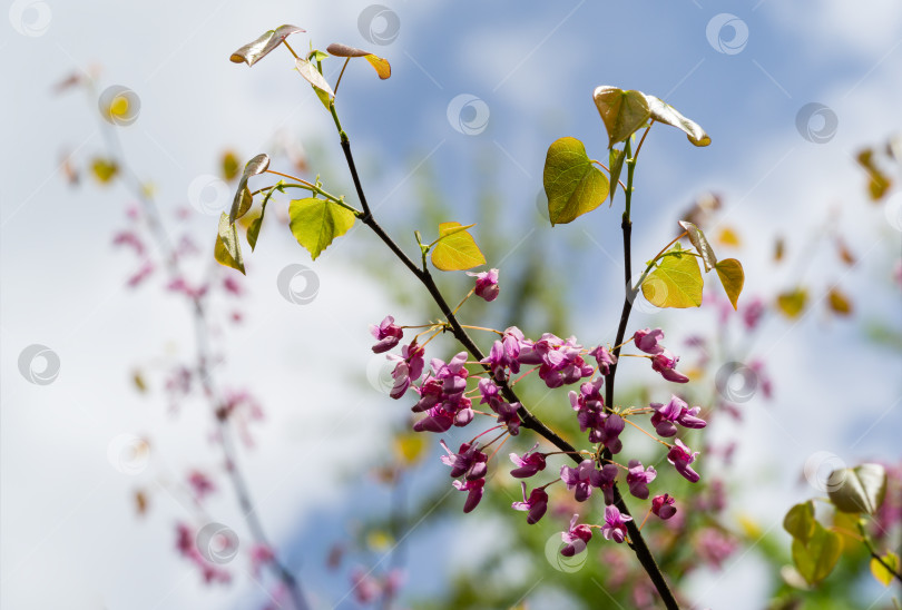 Скачать Редбад восточный, или Eastern Redbud Cercis canadensis пурпурный весенний цветок. Крупный план розовых цветов иудиного дерева на размытом фоне. Выборочный фокус. Концепция природы для дизайна. Место для вашего текста фотосток Ozero