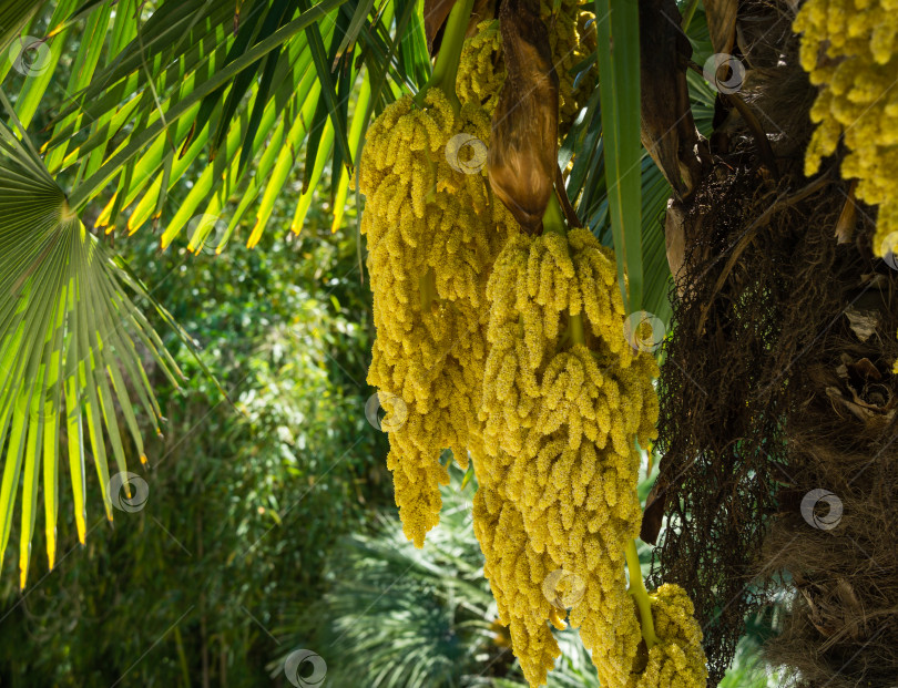 Скачать Красивая цветущая китайская пальма ветряная мельница (Trachycarpus fortunei) или пальма Чусан. Крупный план желтых цветов в весеннем дендрарии Парка южных культур в Сириусе (Адлер) Сочи. Концепция природы фотосток Ozero