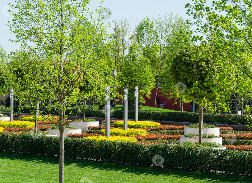 Скачать Кленовая аллея во французском саду в общественном ландшафтном городском парке "Краснодар" или "парк Галицкого". Круглые скамейки вокруг кленов.  Солнечный весенний день с голубым небом. фотосток Ozero