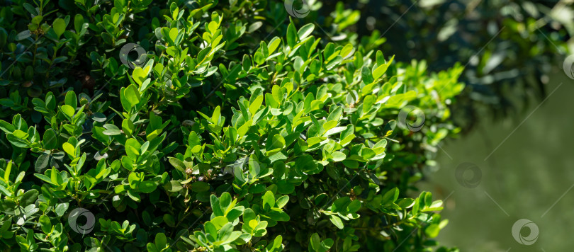 Скачать Крупный план зеленой листвы самшита Buxus microphylla, японского самшита или мелколистного самшита в дендрарии Парка южных культур в Сириусе (Адлер) Сочи. фотосток Ozero