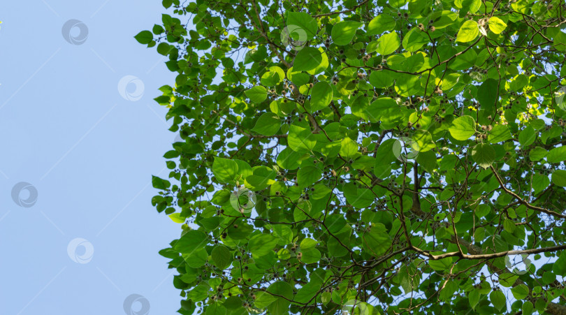 Скачать Листья и плоды Broussonetia papyrifera, или бумажной шелковицы. Суконное дерево Тапа растет в весеннем дендрарии Парка южных культур в Сириусе (Адлер), Сочи. Селективный фокус. фотосток Ozero