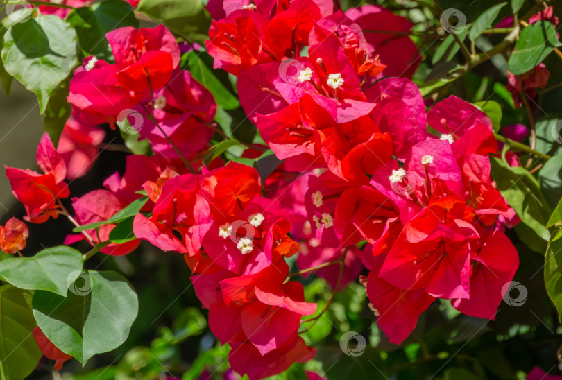 Скачать Крупным планом красивые красно-розовые цветы бугенвиллеи в городском парке Краснодара. Парк Галицкого солнечной весной 2021 года. Цветы бугенвиллеи в качестве текстурного фона обоев. Выборочный фокус крупным планом фотосток Ozero