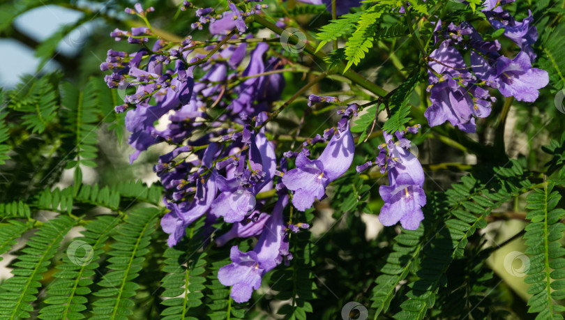 Скачать Фиолетовые цветы на ветке джакаранды (Jacaranda mimosifolia). Первое цветение на деревьях джакаранды в общественном ландшафтном парке "Краснодар" или "Парк Галицкого" в июне 2021 года фотосток Ozero