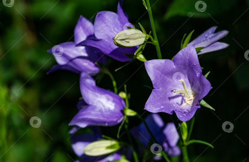 Скачать Крупный план фиолетово-голубых цветов Campanula persicifolia (колокольчик с персиковыми листьями) на размытой зелени весеннего сада. фотосток Ozero