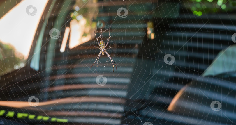 Скачать Большой осиный паук (Argiope bruennichi) на паутине. Красивый полосатый осиный паук на размытом фоне. брюшная сторона фотосток Ozero