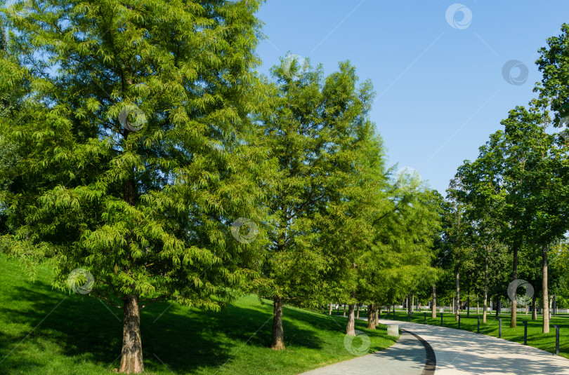 Скачать Ряды лысого кипариса Taxodium Distichum (болотный, белый кипарис, заливной или приливный красный кипарис) зеленое дерево в общественном ландшафтном городском парке Краснодара или "Парке Галицкого" солнечным летом 2021 года фотосток Ozero