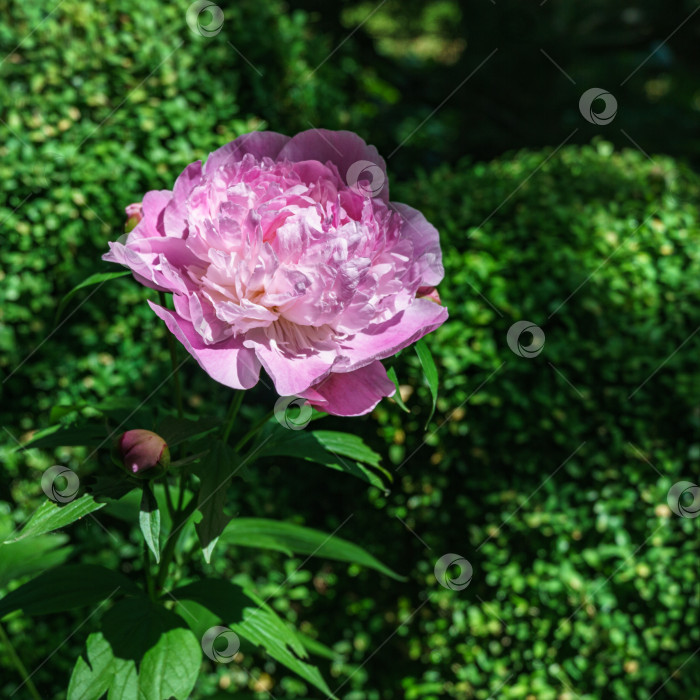 Скачать Красивый ярко-розовый пион, цветущий под солнцем на фоне темной зелени сада. Выборочный фокус. Здесь есть место для вашего текста. фотосток Ozero