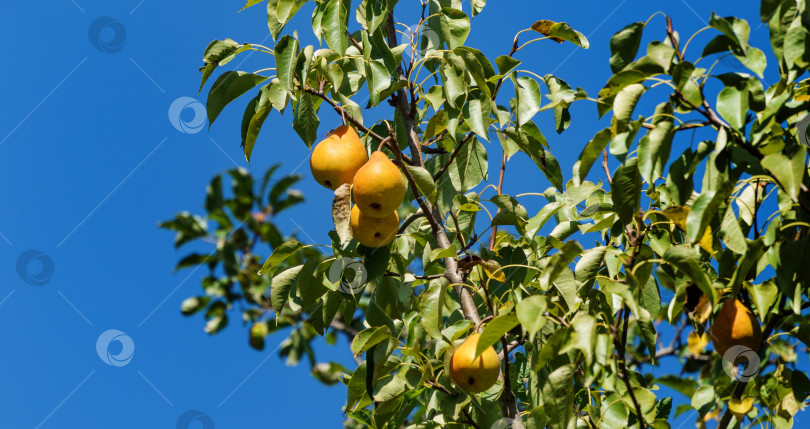 Скачать Крупный план свежих спелых желтых груш (pyrus communis), висящих на грушевом дереве с листьями. Европейская груша в саду. фотосток Ozero