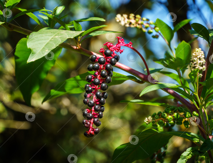 Скачать Phytolacca americana, также известная как американская тыква с ядовитыми черными ягодами и цветками. Крупный план тыквенного салата или драгонберри. фотосток Ozero