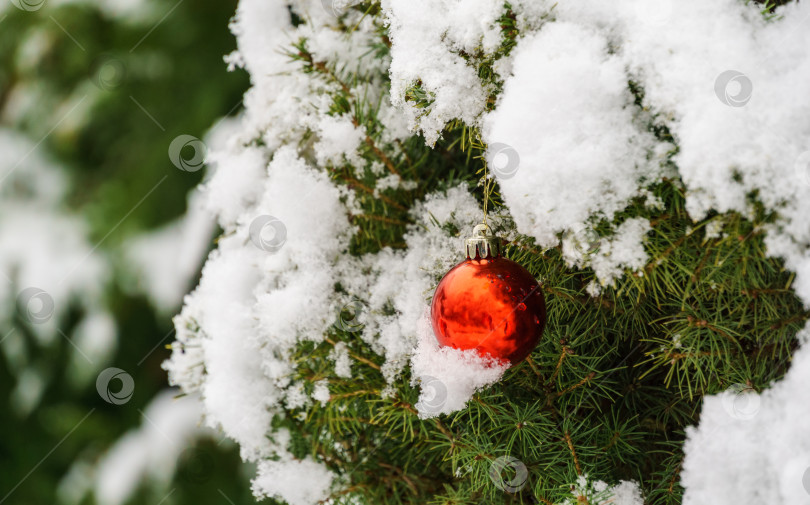Скачать Елочная игрушка- красный шар, висящий под снегом на ветке ели. Настоящая зима в саду. Выборочный фокус с потрясающим размытием снега. Есть место для вашего текста фотосток Ozero