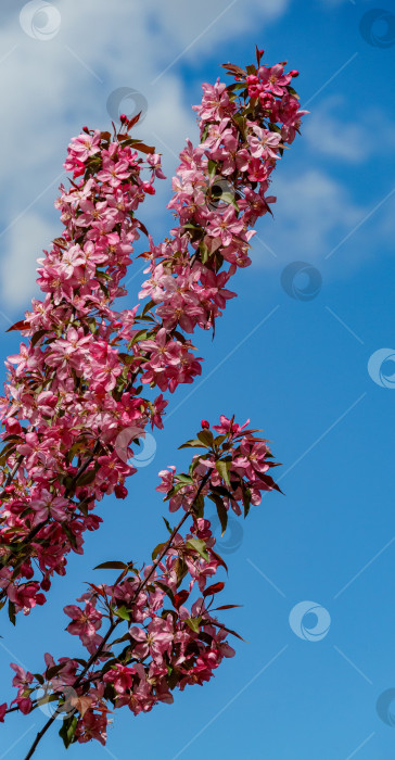 Скачать Фиолетовые цветы яблони Malus 'Makowieckiana' на фоне голубого неба. Темно-розовые цветы в весеннем саду. Это дерево является гибридом яблони 'Niedzwetzkyana'. Селективный фокус фотосток Ozero