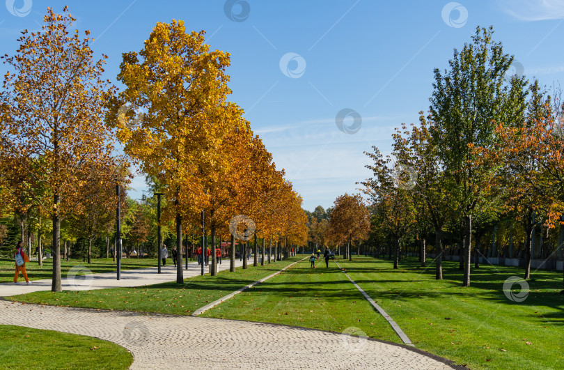 Скачать Тюльпанные деревья (Liriodendron tulipifera), называемые тюльпанным деревом, американским или тюльпановым тополем. Ряды деревьев на аллеях общественного ландшафтного парка Галицкого. Краснодар, Россия - 21 октября 2021 г. фотосток Ozero