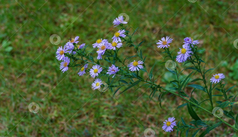 Скачать Астра думозус (Symphyotrichum dumosum, кустистая астра), цветущая фиолетовыми и розовыми яркими цветами. Фиолетовые михайловские маргаритки - осенние цветы фотосток Ozero