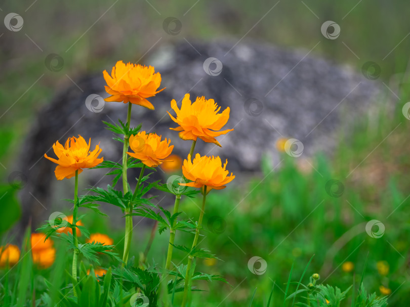 Скачать Trollius altaicus, цветок-шар, красивые оранжевые цветы, растущие в лесу. фотосток Ozero