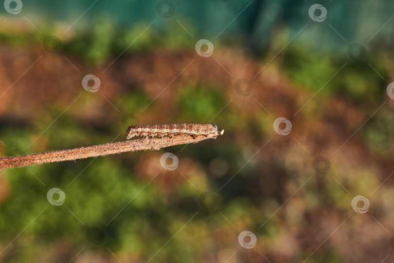 Скачать Гусеница ленточного червя, или ночная моль (лат. Noctuidae). фотосток Ozero