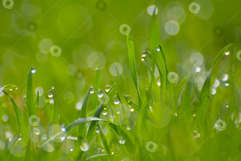 Скачать Утренняя роса на весенней зеленой траве, капельки воды фотосток Ozero