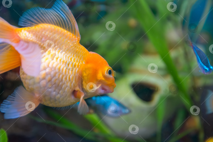 Скачать Аквариумист, морская рыба Carassius auratus) - вид пресноводных лучеперых рыб рода карась. вуалехвост, oranda sishigashira фотосток Ozero