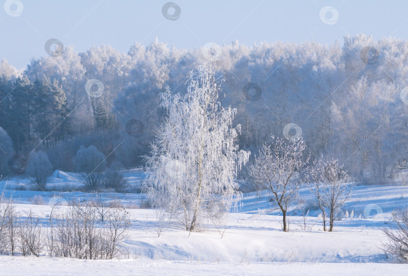 Скачать деревья, покрытые толстым слоем инея в морозный зимний день фотосток Ozero
