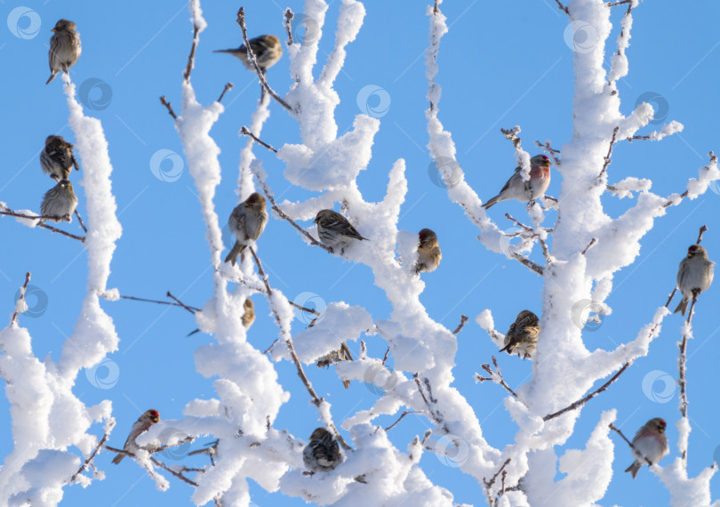 Скачать Стая птиц приземлилась на ветви дерева, покрытого толстым слоем снега, крупным планом на фоне голубого неба фотосток Ozero