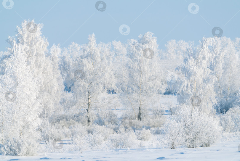 Скачать Замерзшая природа, деревья, покрытые толстым слоем инея в морозный зимний день фотосток Ozero