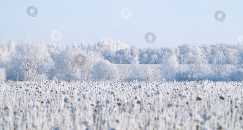 Скачать Замерзшее поле подсолнухов во время сильных морозов в зимний день фотосток Ozero