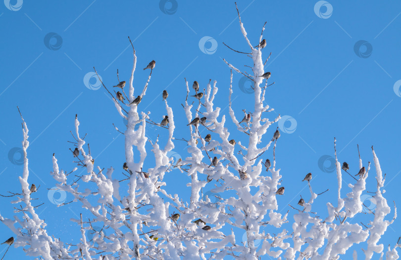 Скачать Стая птиц приземлилась на ветви дерева, покрытого толстым слоем снега, на фоне голубого неба фотосток Ozero