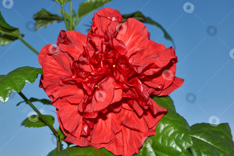 Скачать Китайская роза или китайский гибискус зацветает в домашних условиях ранней весной. фотосток Ozero