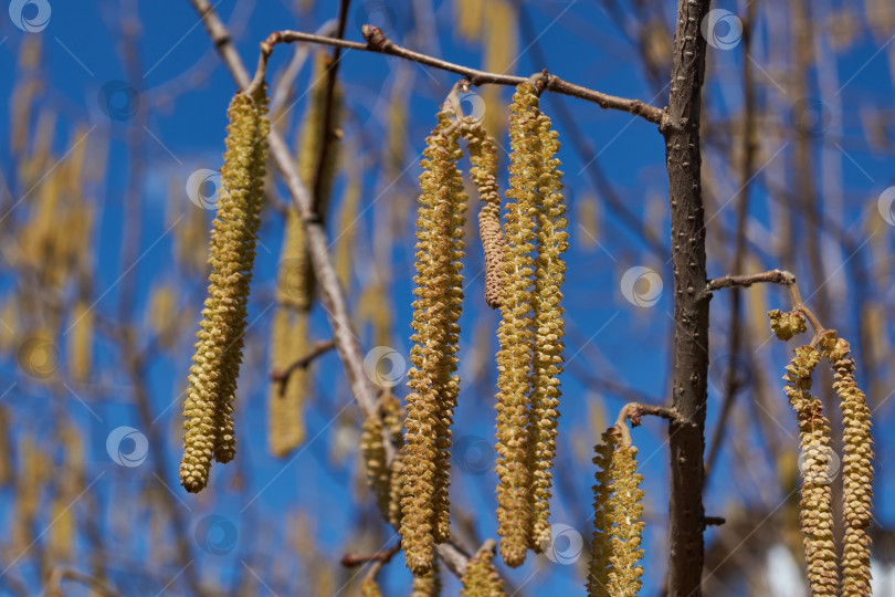 Скачать Тычиночные сережки лещины обыкновенной (лат. Corylus avellana) зацвели ранней весной до появления листьев. фотосток Ozero