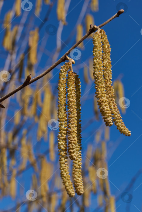 Скачать Тычиночные сережки лещины обыкновенной (лат. Corylus avellana) зацвели ранней весной до появления листьев. фотосток Ozero