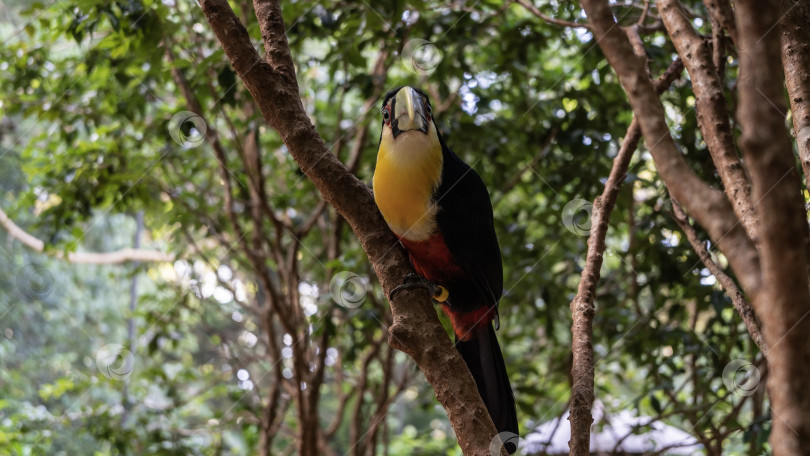 Скачать Тропическая птица зеленоклювый тукан Ramphastos dicolorus сидит на дереве фотосток Ozero