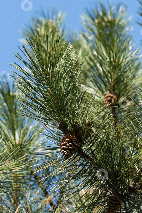 Скачать Прошлогодние коричневые шишки на ветке австрийской сосны (Pinus 'Nigra') на фоне голубого весеннего неба. Выборочный фокус. Роскошные длинные иголки на ветке сосны. Концепция природы для дизайна. Текстура в качестве фона фотосток Ozero