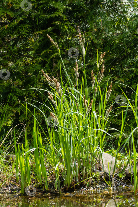 Скачать Цветущая осока ‘Carex Nigra’ (Carex melanostachya).Черная осока или осока обыкновенная на берегу садового пруда. Размытый фон. Выборочный фокус.  Крупный план. Концепция природы для весеннего дизайна фотосток Ozero