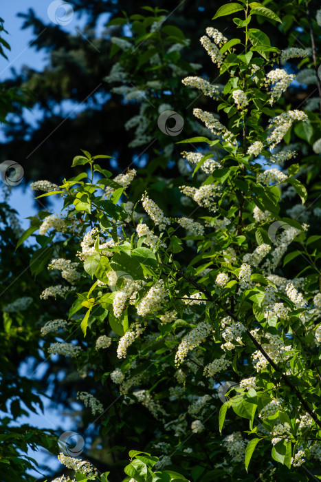 Скачать Ветви с крупными соцветиями белых цветов Prunus padus "Сибирская красавица" на фоне голубого неба. Избирательный фокус. Белые цветы цветущей черемухи или первомайского дерева. Концепция природы для дизайна фотосток Ozero