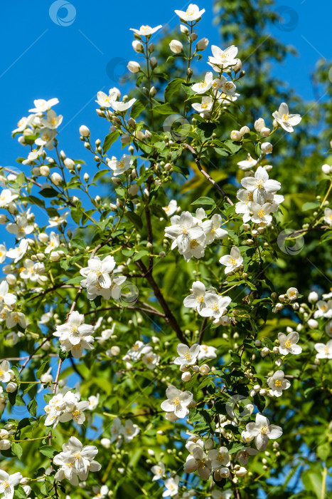 Скачать Цветы на ветвях жасминового куста Philadelphus lewisii на фоне голубого безоблачного неба. Выборочный фокус. Солнечный весенний сад. Цветочный пейзаж для любых обоев. Есть место для текста фотосток Ozero