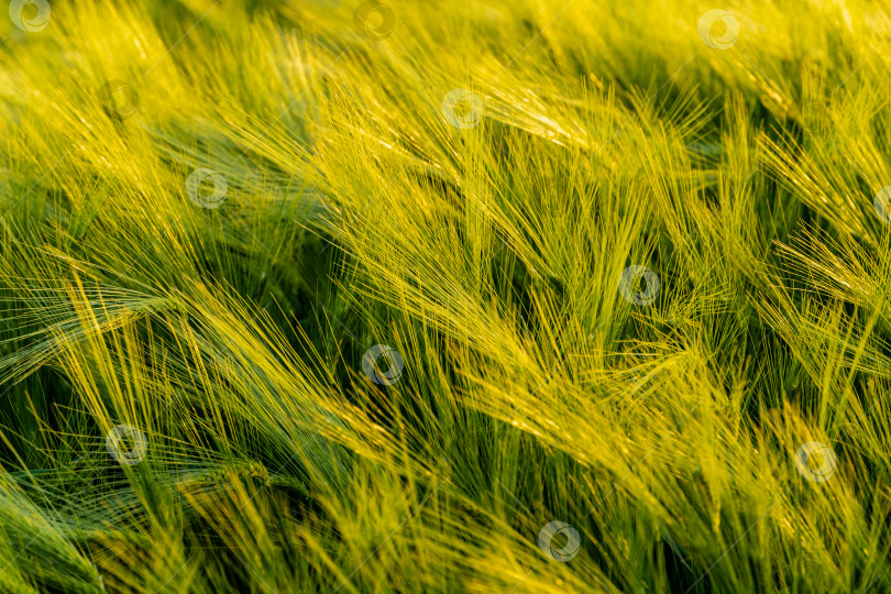 Скачать Огромное поле колосьев озимой пшеницы в ветреную погоду. Колосья пшеницы крупным планом. Красивый весенний пейзаж на закате. Концепция природы для дизайна. Выборочный фокус. фотосток Ozero