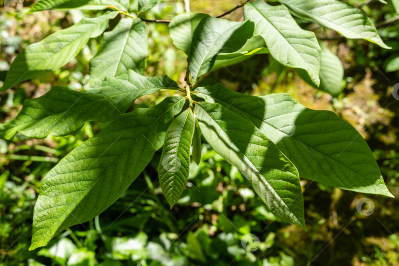 Скачать Дерево азимина трехлобовая. Молодые темно-зеленые листья азимины трехлистной или папайи в весеннем саду на размытом зеленом фоне. Весенняя концепция пробуждающейся природы. Свежесть и начало новой жизни фотосток Ozero