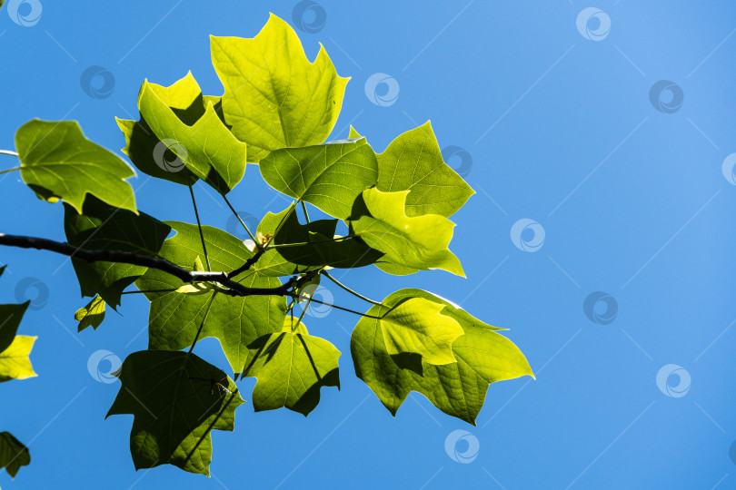Скачать Молодые ярко-зеленые листья тюльпанного дерева (Liriodendron tulipifera), называемого Тюльпанным деревом, американским или тюльпановым тополем, на фоне голубого весеннего неба. Крупный план. Концепция природы для дизайна. Выборочный фокус. фотосток Ozero
