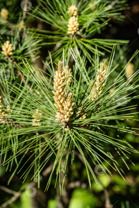 Скачать Молодые длинные побеги на ветвях сосны Pinus densiflora Umbraculifera на размытом фоне вечнозеленых растений. Крупный план. Солнечный день в весеннем саду. Концепция природы для дизайна. Выборочный фокус. фотосток Ozero