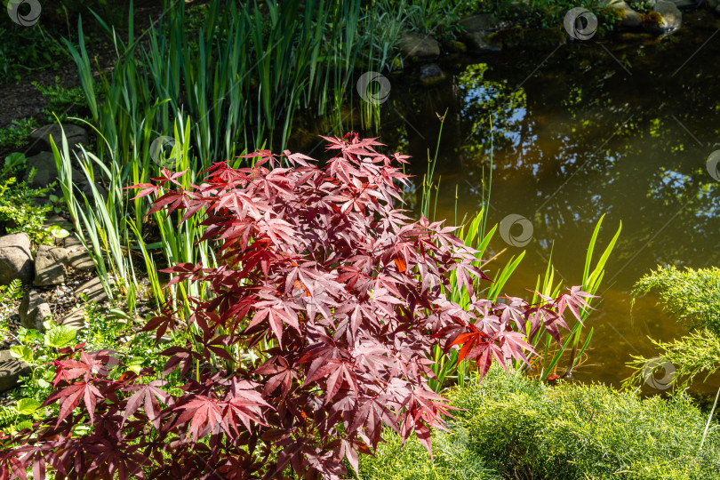 Скачать Японский клен Acer palmatum Atropurpureum на берегу садового пруда. Размытый фон. Молодые красные листья сияют на весеннем утреннем солнце. Весенний пейзаж. Концепция природы для дизайна. Выборочный фокус. фотосток Ozero