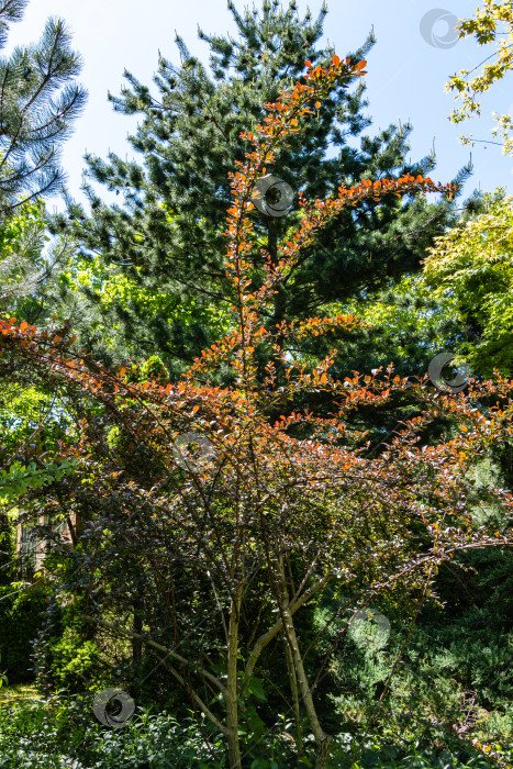 Скачать Красивая сиреневая листва на изогнутых ветвях барбариса Berberis thunbergii Atropurpurea на размытом фоне вечнозеленых растений. Весенний ландшафтный сад. Природная концепция дизайна. Избирательный фокус. фотосток Ozero