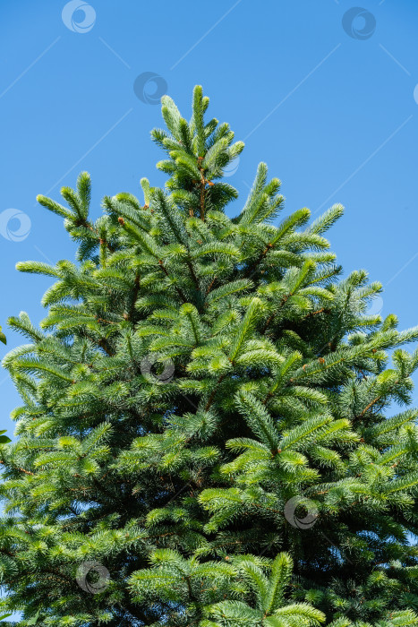 Скачать Голубая ель Picea pungens с молодыми светло-зелеными побегами на фоне голубого весеннего неба. Крупный план. молодые побеги. Концепция природы для дизайна. Место для вашего текста. Выборочный фокус. Рождественская концепция. фотосток Ozero
