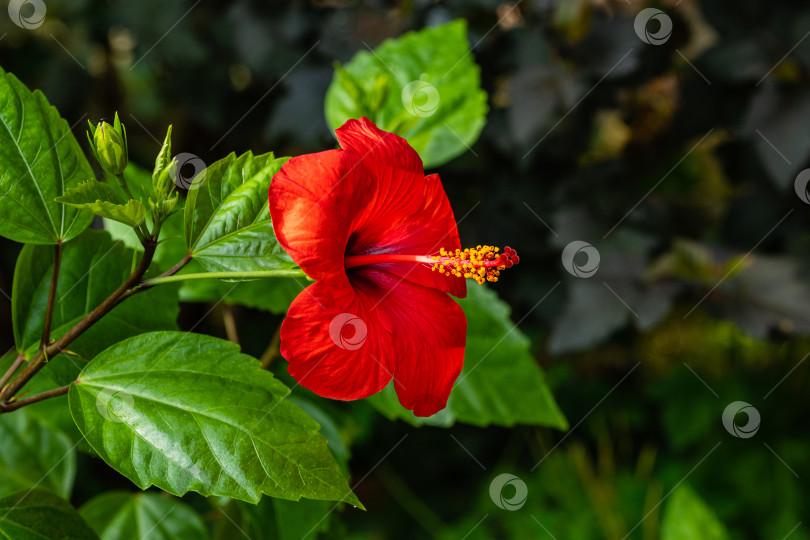 Скачать Яркий крупный красный цветок китайского гибискуса (Hibiscus rosa-sinensis) на размытом фоне зелени сада. Китайская роза или гавайский гибискус в солнечном свете. Концепция природы для дизайна. фотосток Ozero