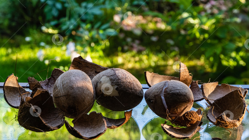 Скачать Крупные кокосы с разбитой коричневой скорлупой лежат на стеклянном столе на размытом фоне зелени сада. Выборочный фокус. Сухая мякоть ореха или копры по форме похожа на внутреннюю поверхность ореховой скорлупы. фотосток Ozero