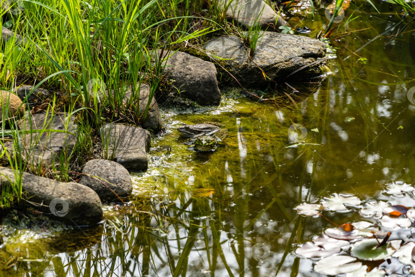 Скачать Две лягушки Рана ридибунда (pelophylax ridibundus) сидят на камнях в пруду на размытом фоне каменного берега. Выборочный фокус. Крупный план. Естественная среда обитания. Концепция природы для дизайна фотосток Ozero
