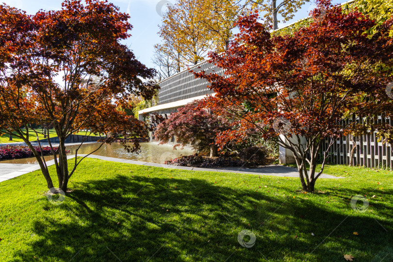 Скачать Стилизованный японский дворик. Японские клены Acer palmatum с красной листвой на берегу пруда. Геометрический узор декоративной стены. Общественный ландшафтный парк. фотосток Ozero