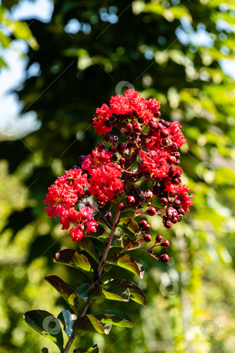 Скачать Красивые темно-красные цветы на миртовом дереве (Lagerstroemia indica) на размытом фоне зелени сада. Крупный план красных соцветий. Выборочный фокус. Концепция природы для дизайна. фотосток Ozero